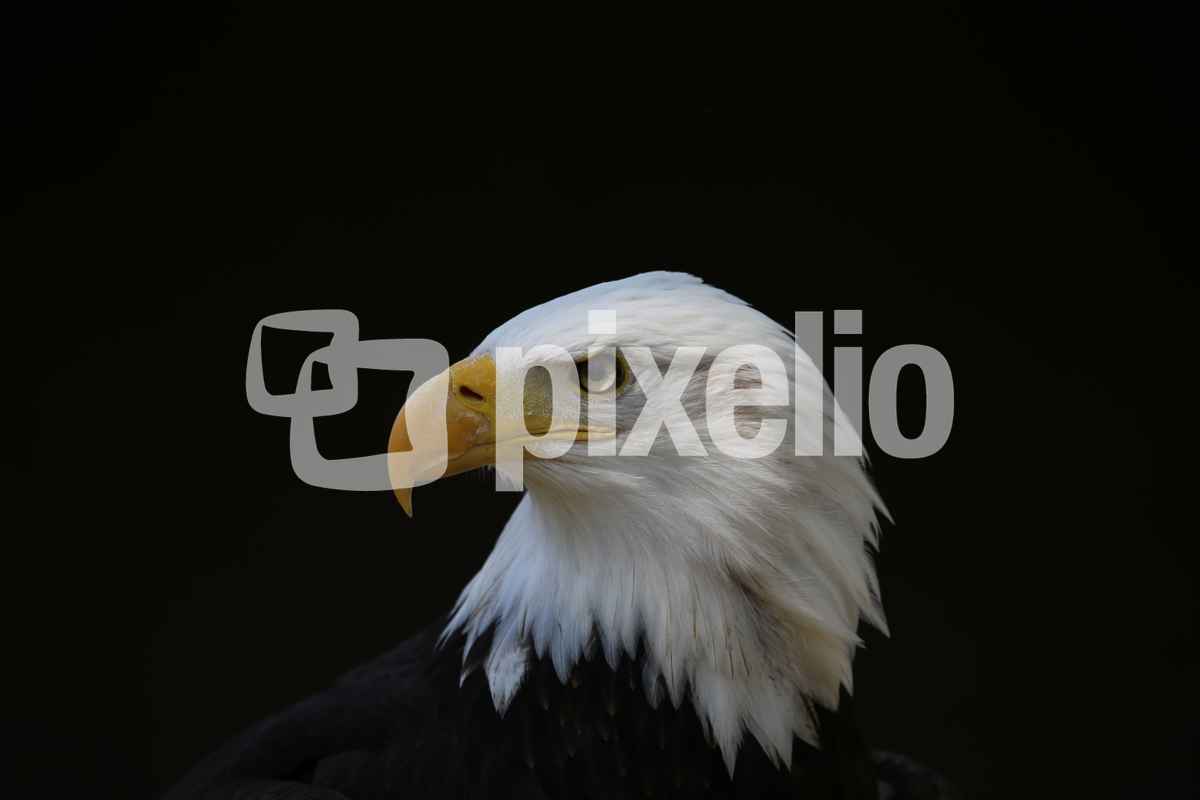 Adlerportrait