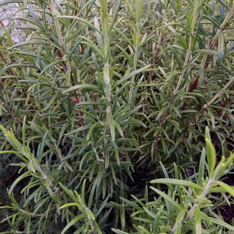 Rosmarin (Rosmarinus officinalis)