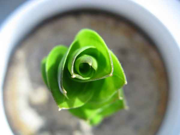 Blätter bilden Blüte
