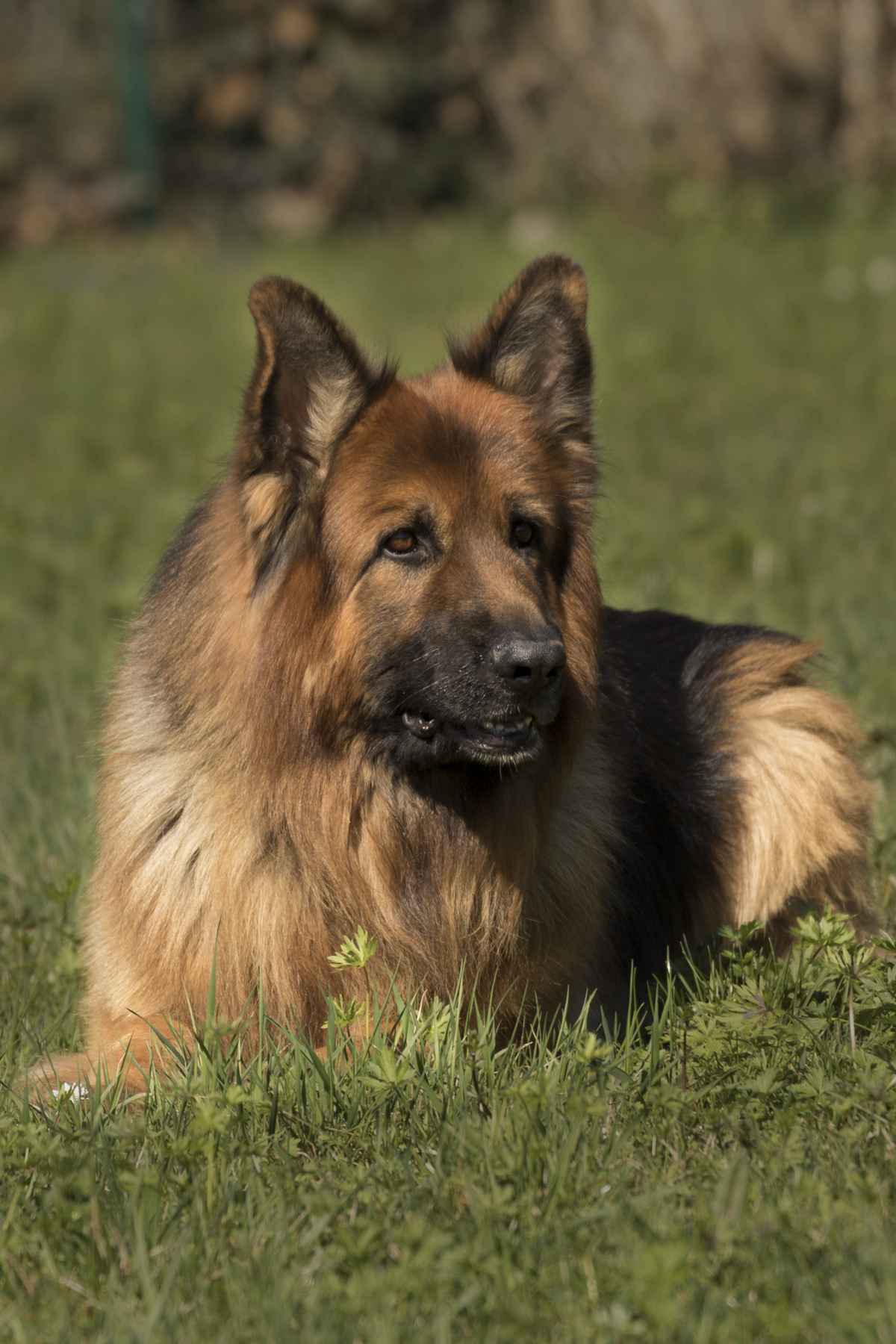 Zeus