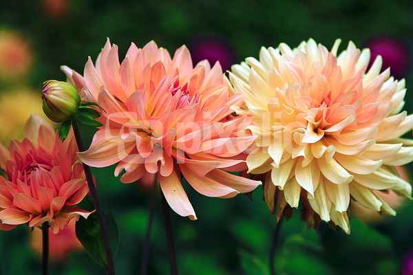 Dahlien