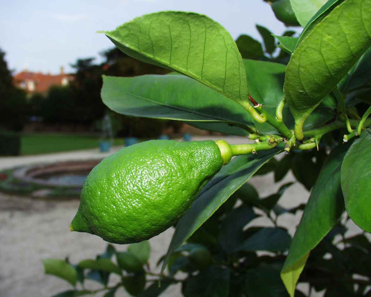 grüne Zitrone