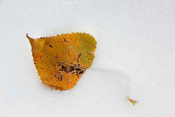 Laubblatt im Schnee