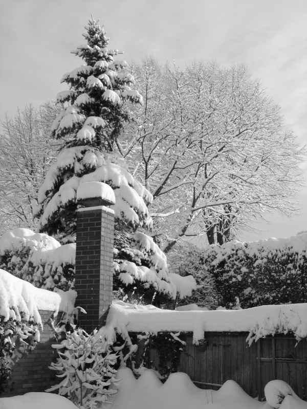 Winter im Garten (s/w)