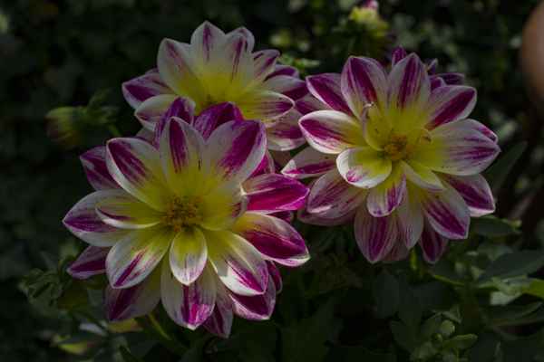 Dahlienblüten