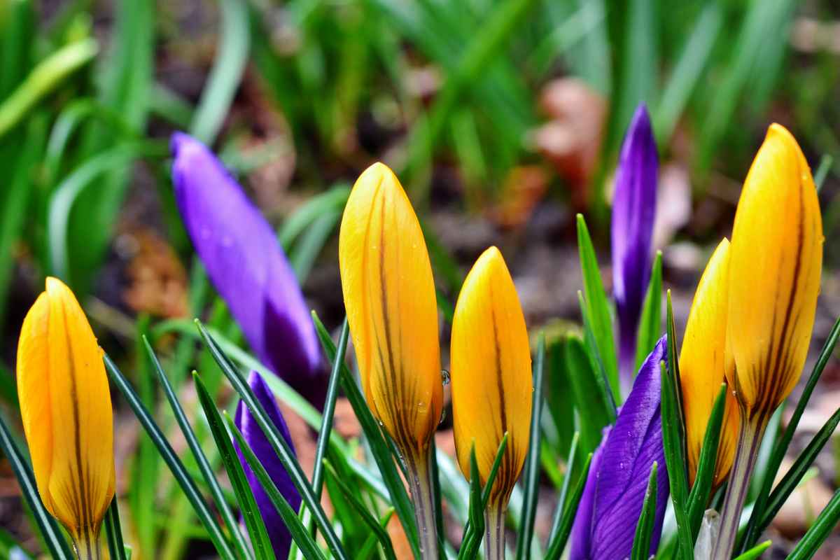 Krokusse
