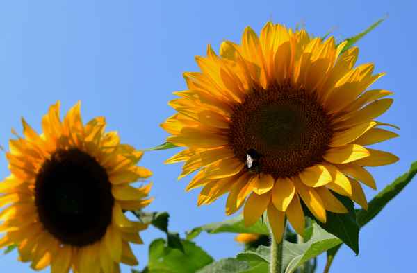 Die Stars des Sommers 03