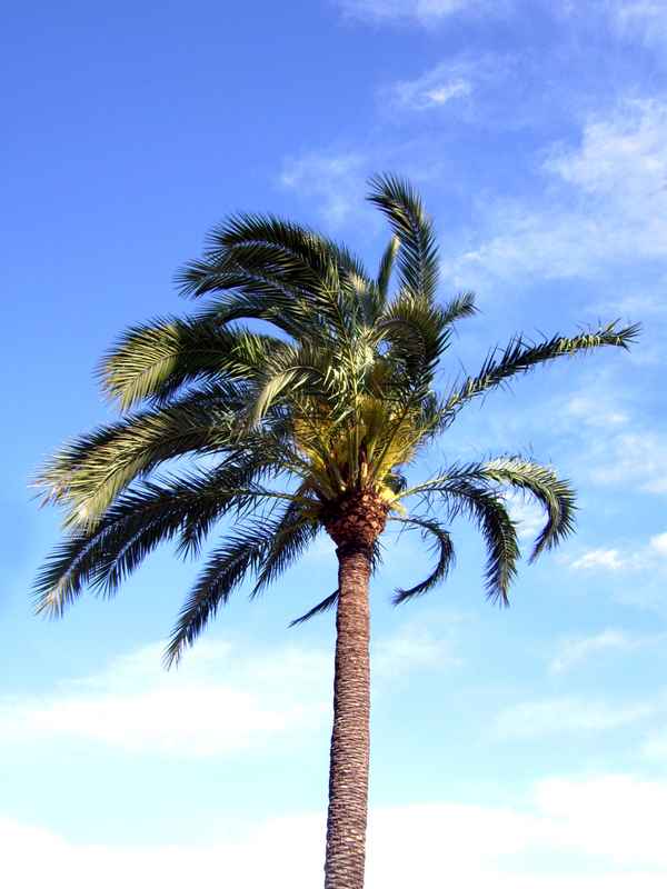 Ferien - Palme im Wind