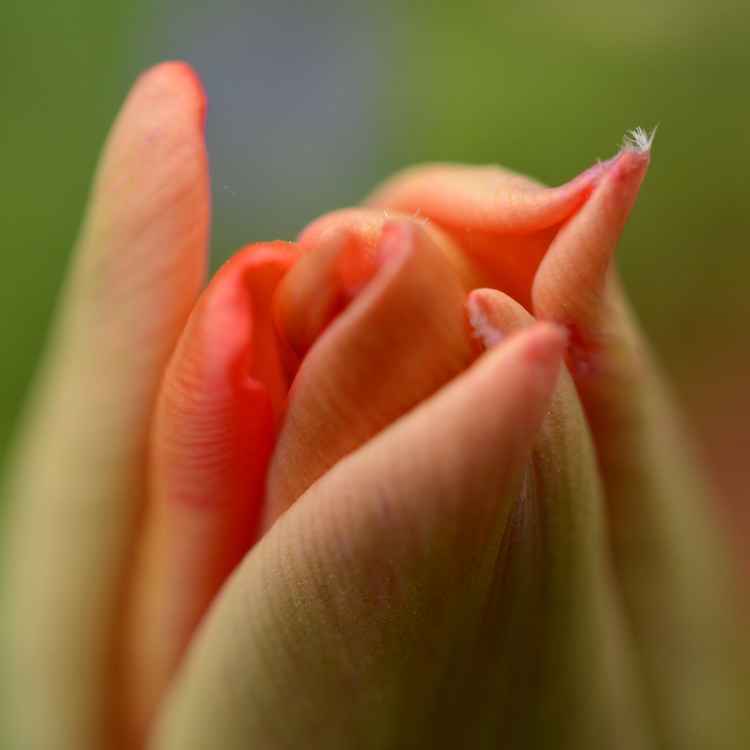 Tulpe-Blüte