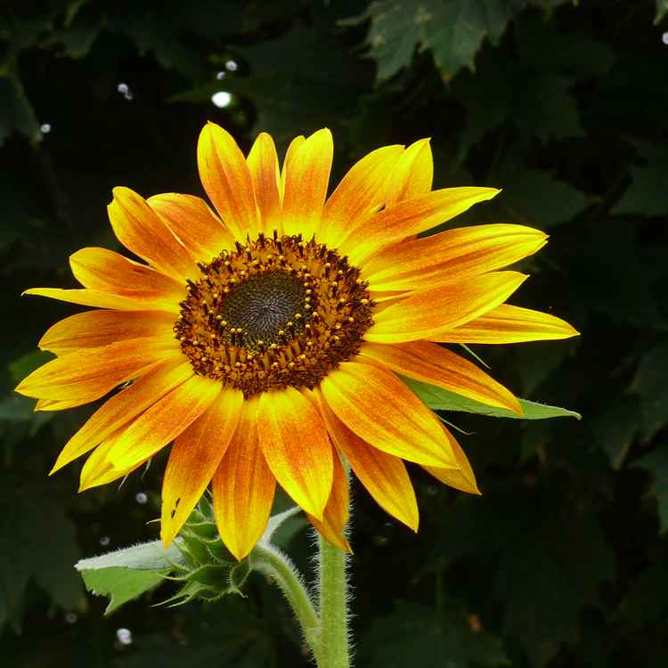Sonnenblume