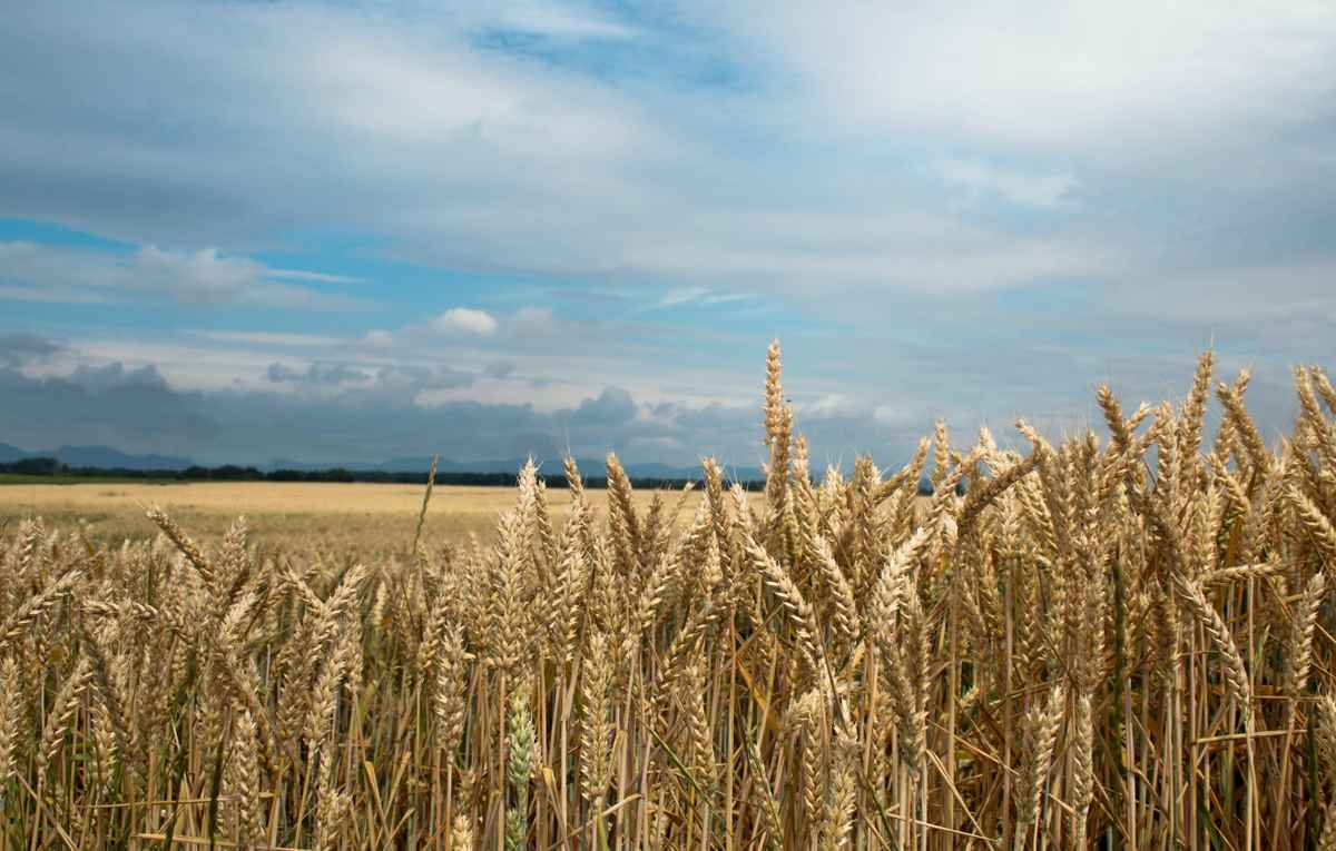 Erntezeit
