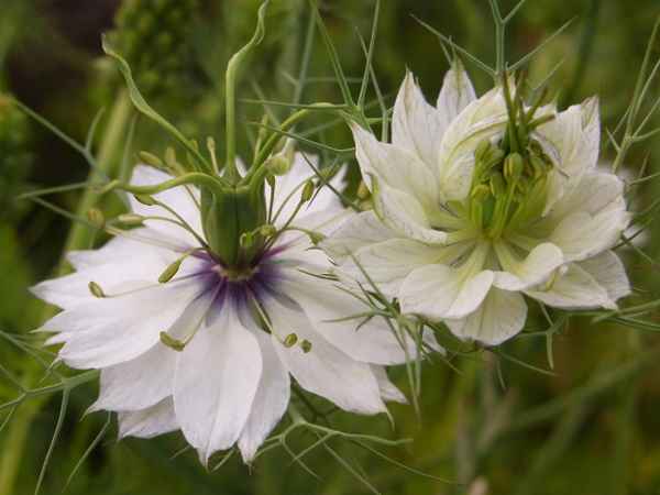 gartenjunfer