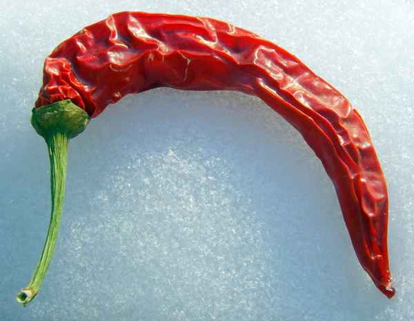 Scharfe Schnee-Peperoni