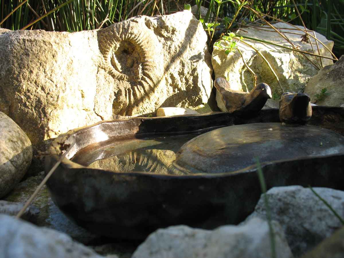 Fossil hinter Vogeltränke