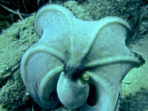 Octopus