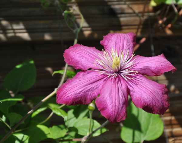 pinkfarbene Clematis