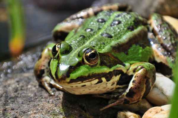 Nahaufnahme Teichfrosch am Gartenteich