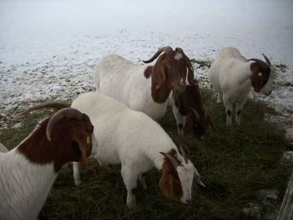  Ziegen im Winter
