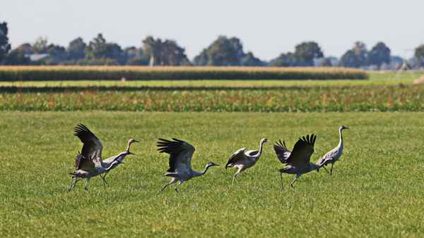 die kraniche sind wieder da