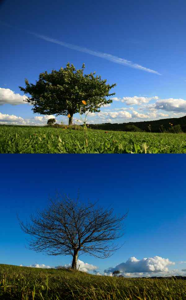 Zeit: Laubbaum mit/ohne Laub