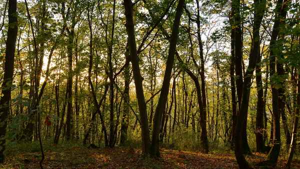 Im Keltenwald