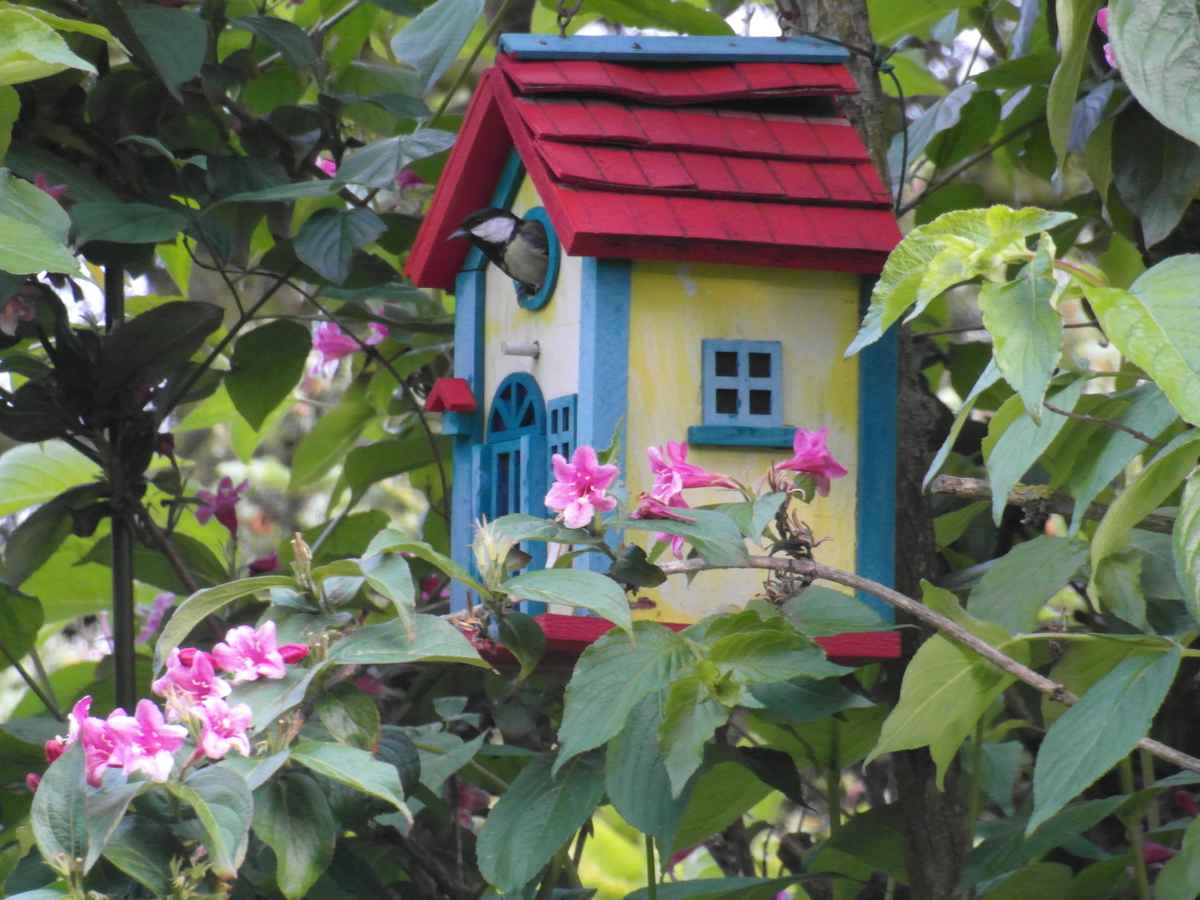 Blaumeisen-Einzug ins neue Heim