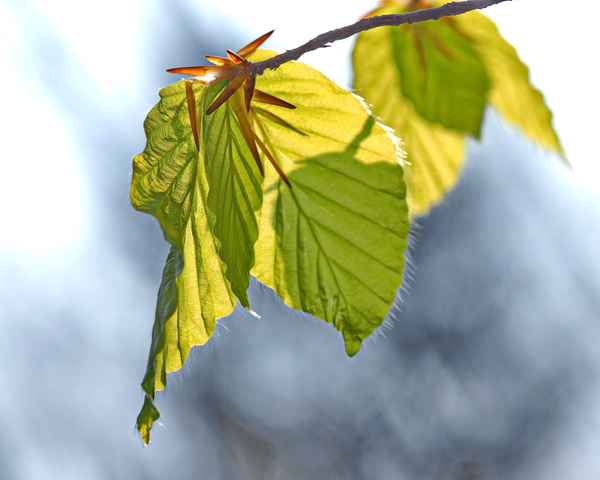 buchenlaub im frühlingsgrün 3