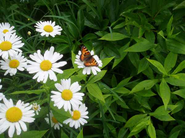 Schmetterling