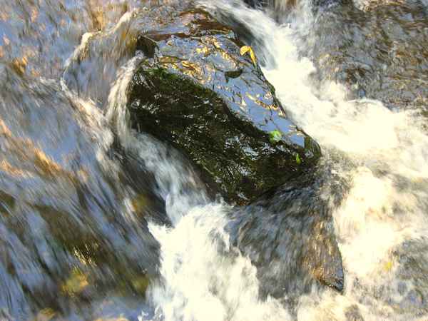 Krokodil im Bach