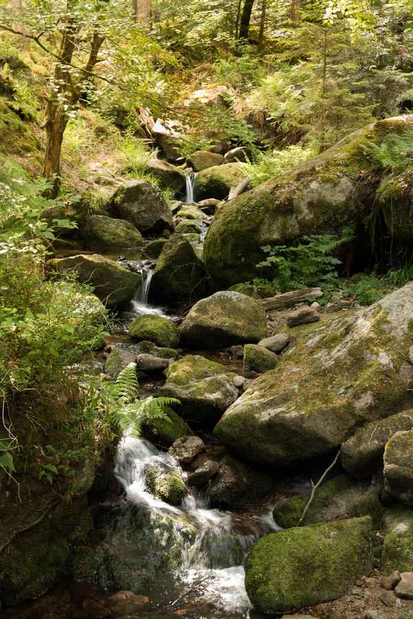 Wandertag im Schwarzwald