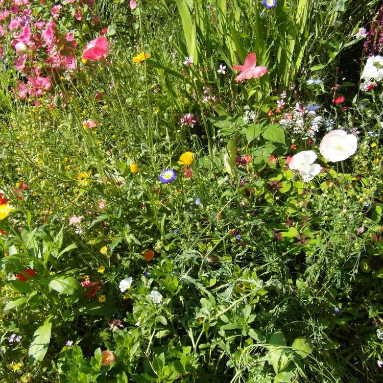blumenwiese für bienen und schmetterlinge