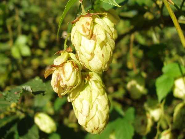 Hopfendolden