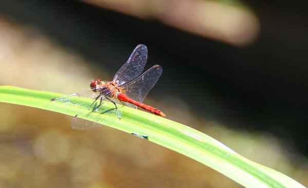 Blutrote Heidelibelle 05