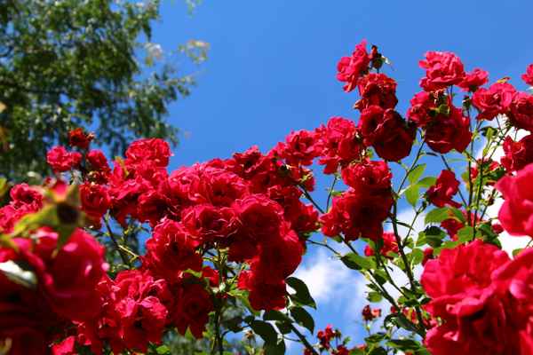 Rosen.Rot