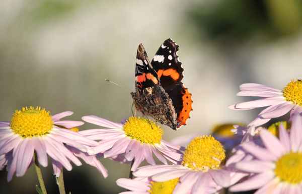 schmetterling im november