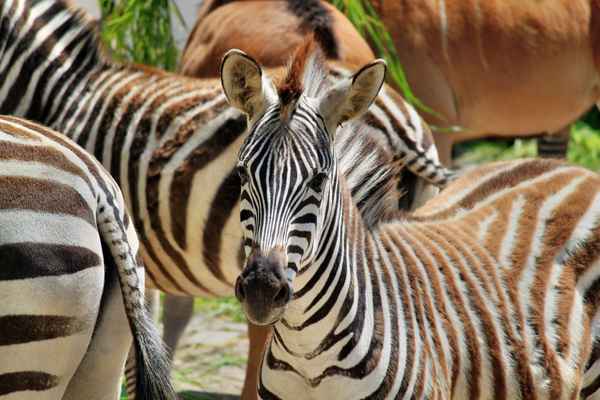 Zebra