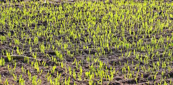 Wintergetreide , . . . .