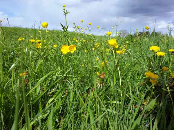 Almwiese am Chiemsee mit blühenden Butterblumen