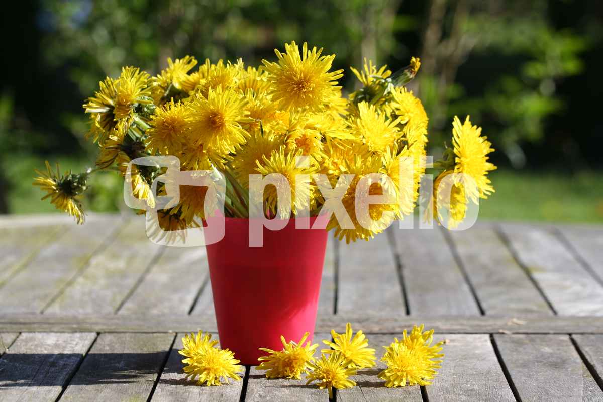 Löwenzahn in der Vase 3