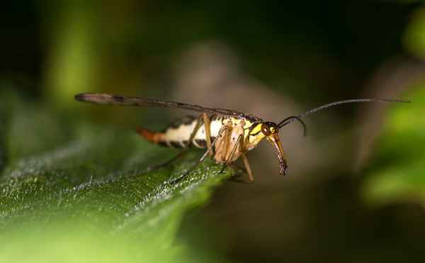 Skorpionsfliege