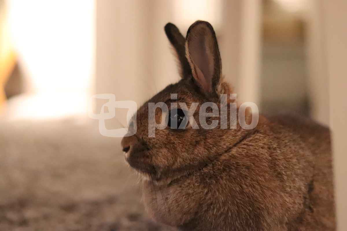 Kaninchen im Wohnzimmer