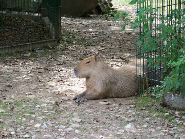 Meerschwein XXL