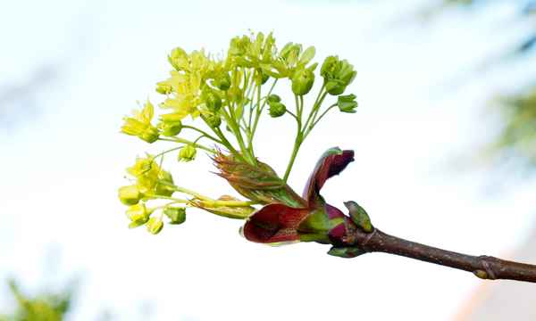 erst die blüten, dann die blätter (ahorn )