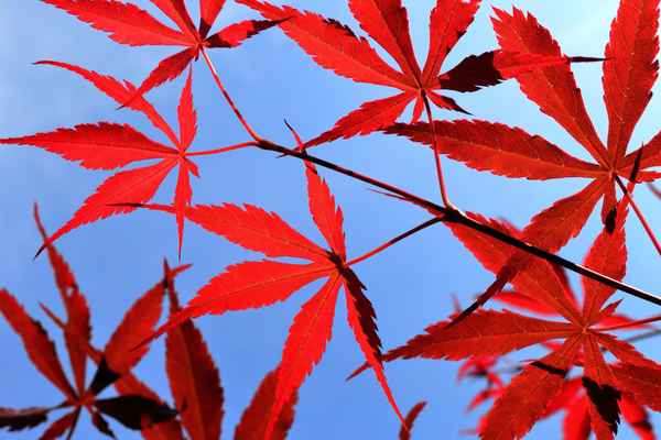 Rot vor Blau