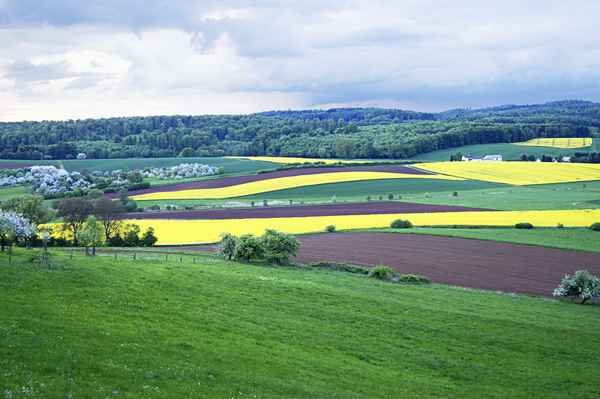 Frühlingslandschaft mit Raps