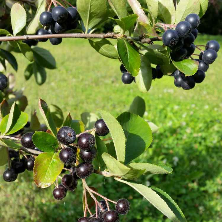 Aronia - Ernte 2016
