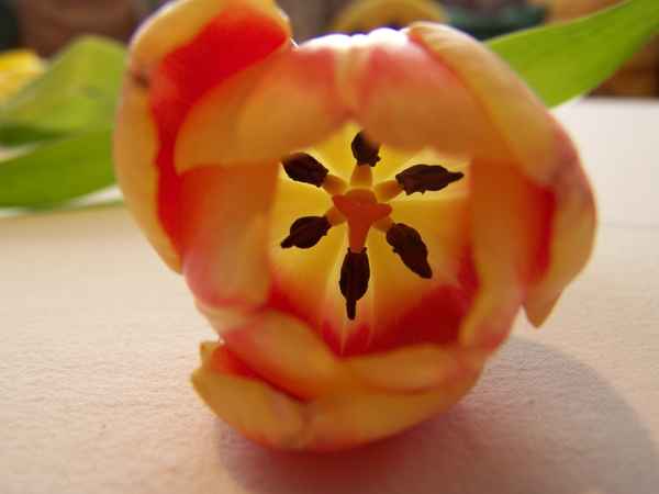 Tulpe Innenleben
