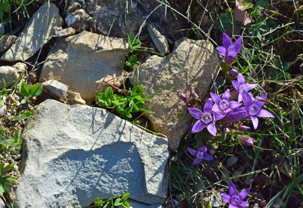 Die Flora der Bergwelt 02