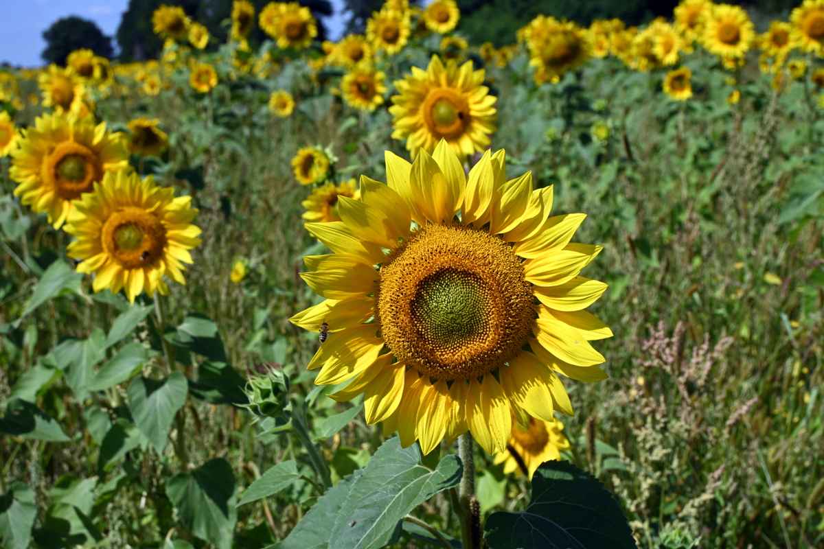 Sommer, Sonne, Sonnenblumen