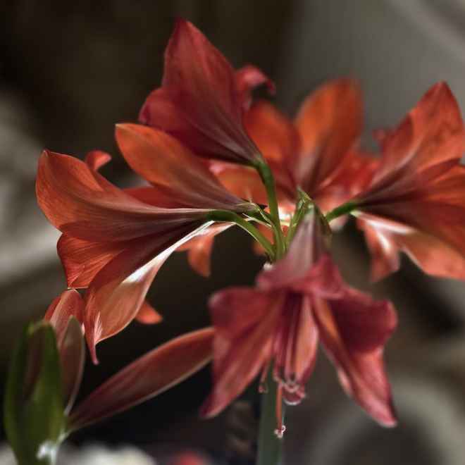 Amaryllis